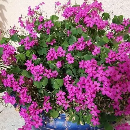 Appartamento Gloria&mitati Orikum